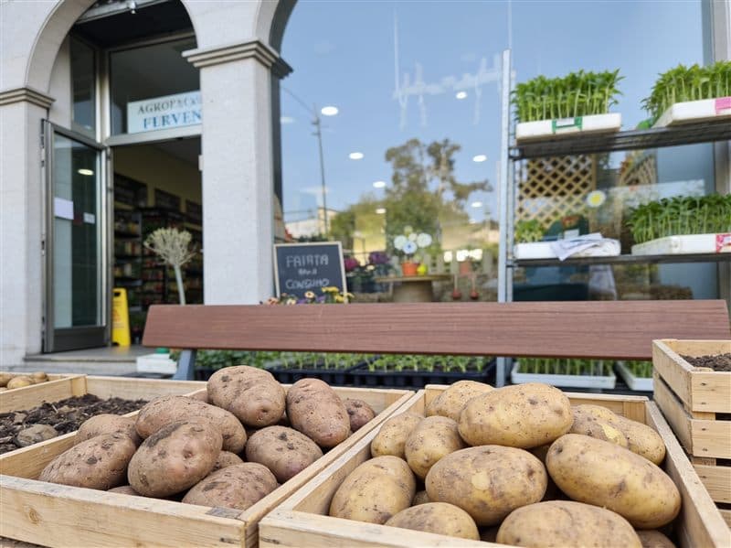 Patatas de siembra y consumo en Fervenza Agropecuaria en Ourense