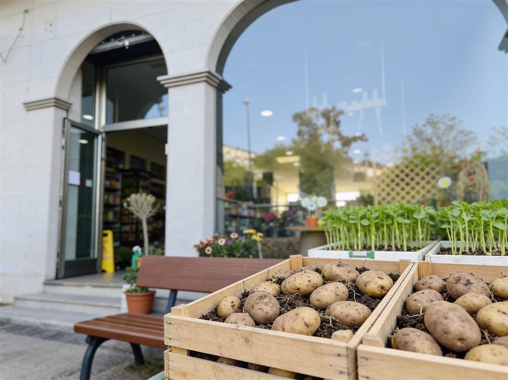 Cultivo de patatas con buenos fertilizantes en Fervenza Agropecuaria en Ourense