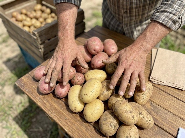 Prepara tu cosecha con nuestras patatas de siembra y de consumo en Ourense - Imagen 1