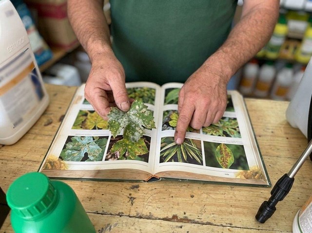 ¿Tu cultivo enferma? Protégelo con fitosanitarios en Ourense preventivos y curativos - Imagen 1